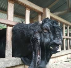 Jual Kambing