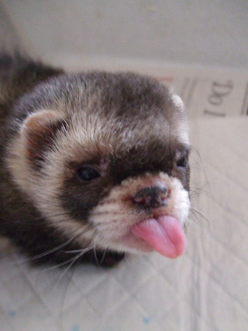 Jual Musang