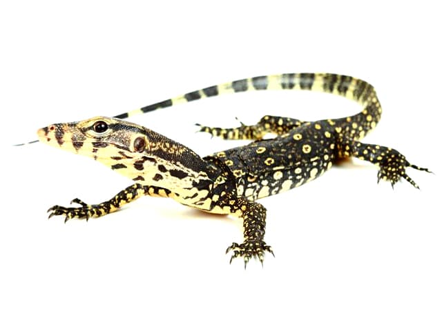 Biawak